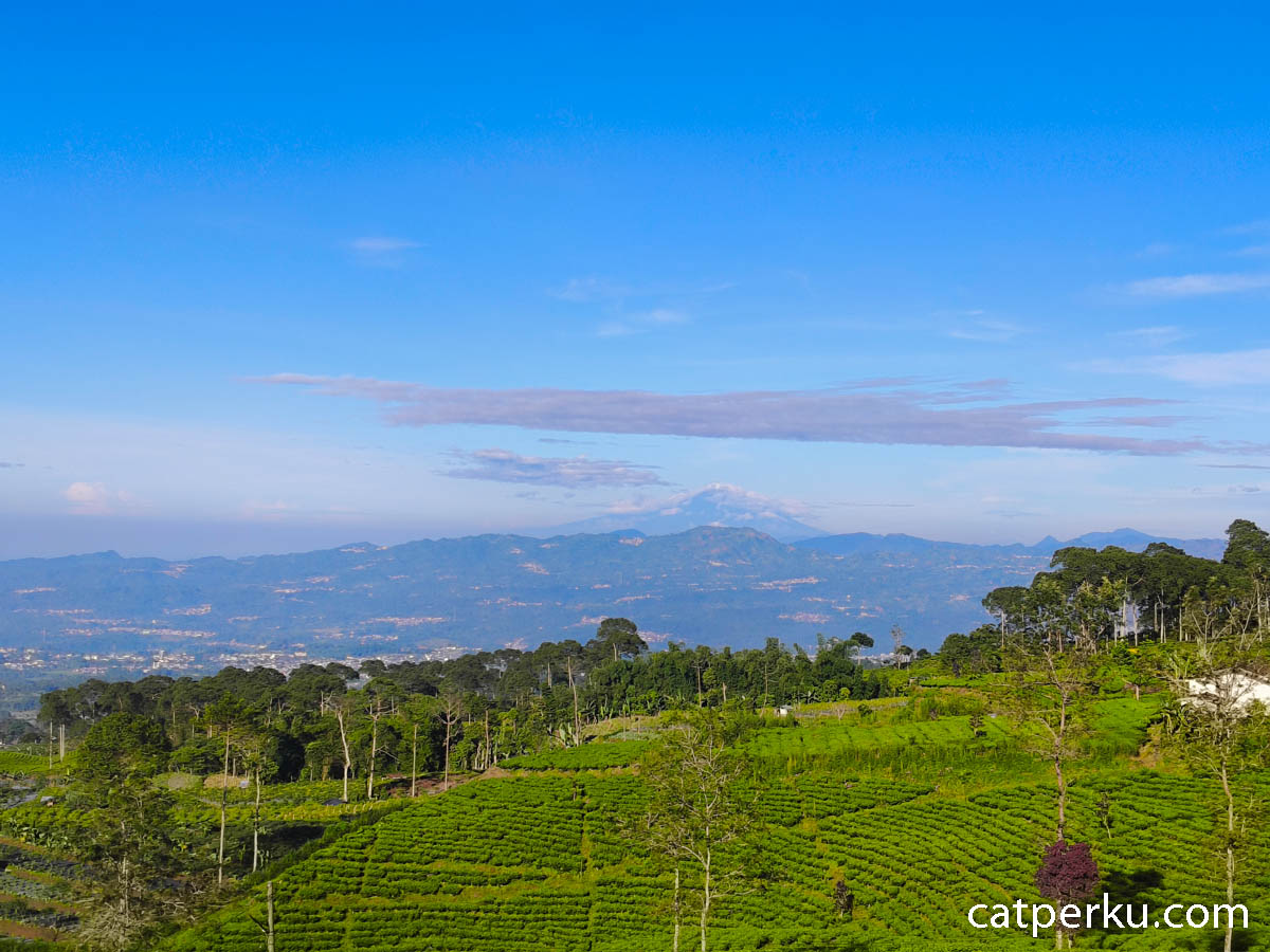 View Pegunungan dan Kebun Teh Jadi Daya Tarik Utama Sikembang Glamping